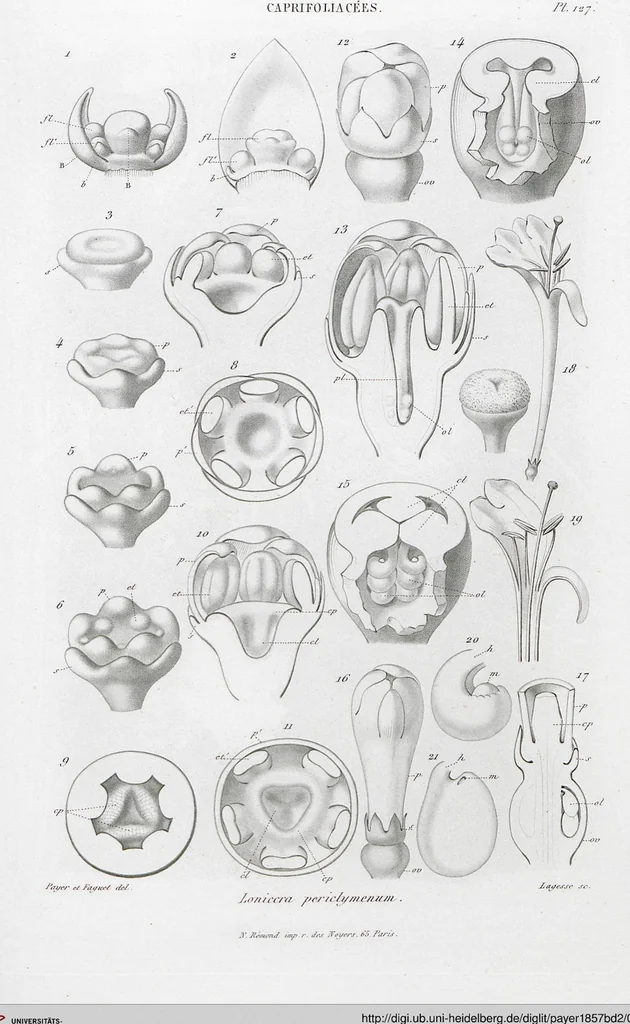 An illustration from (Band 2): Atlas, 1857, leaf 139