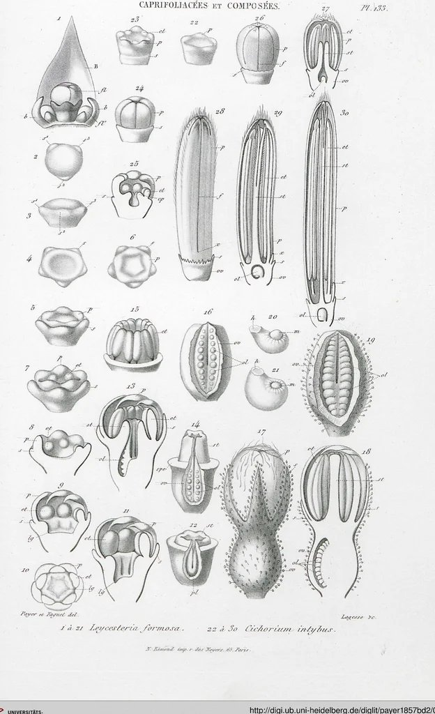 An illustration from (Band 2): Atlas, 1857, leaf 145