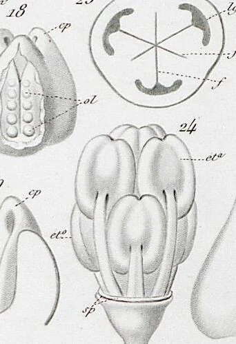An illustration from (Band 2): Atlas, 1857, leaf 147