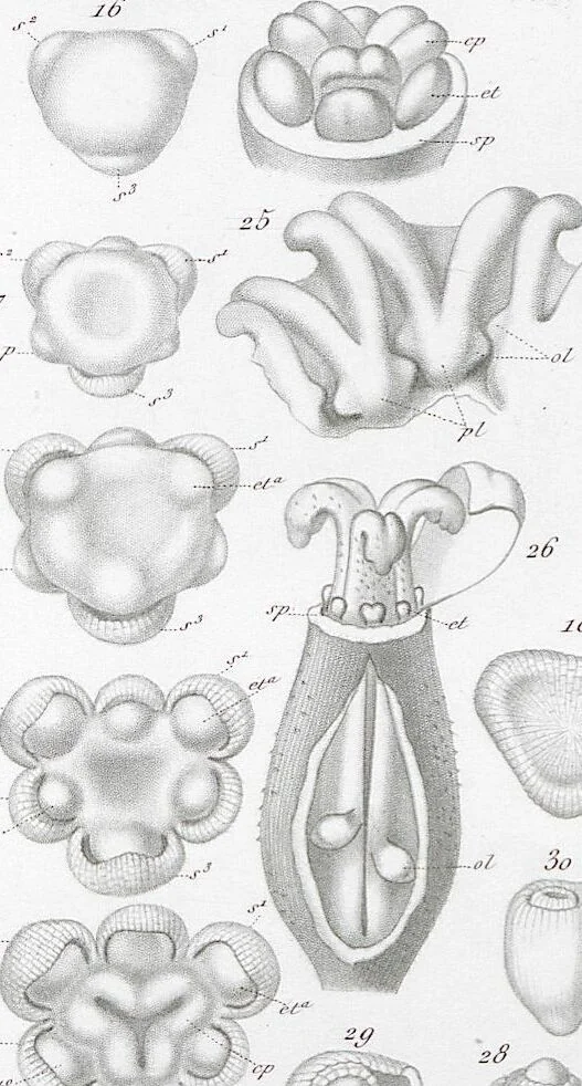 An illustration from (Band 2): Atlas, 1857, leaf 158