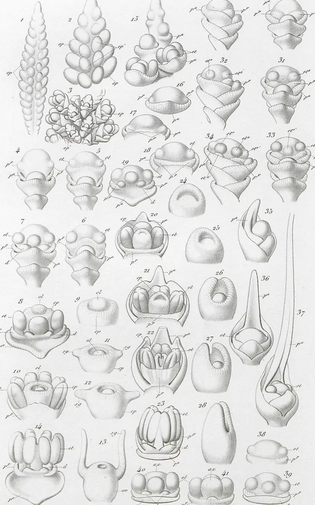 An illustration from (Band 2): Atlas, 1857, leaf 160