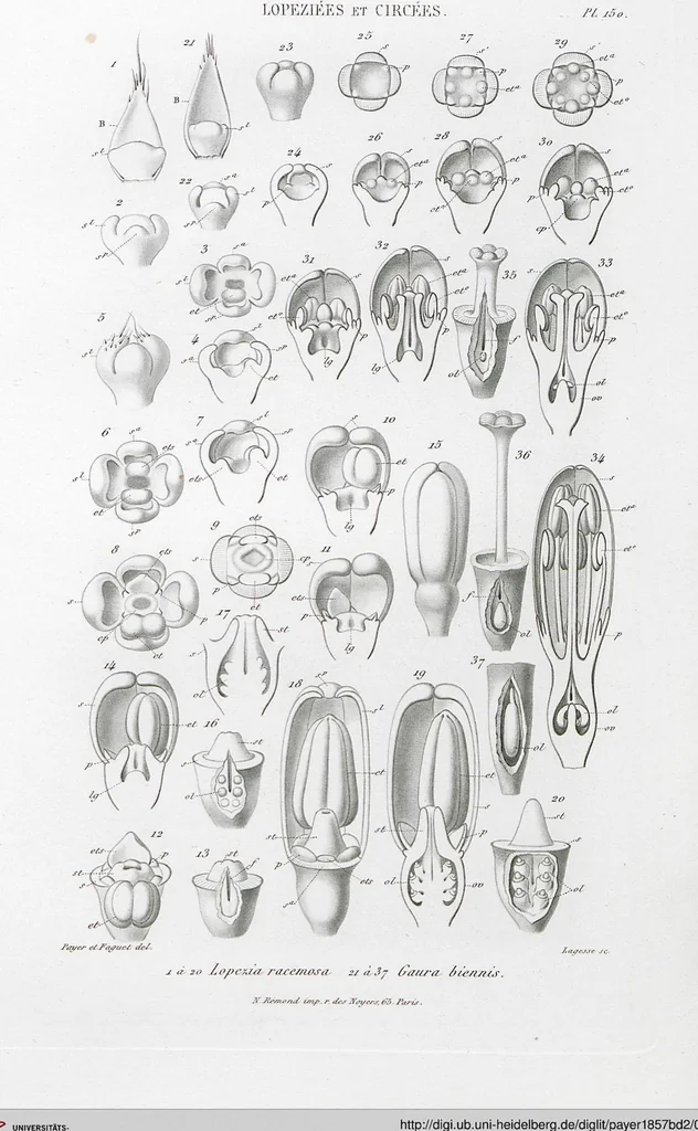 An illustration from (Band 2): Atlas, 1857, leaf 162