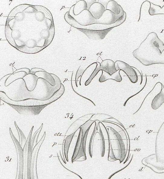 An illustration from (Band 2): Atlas, 1857, leaf 163