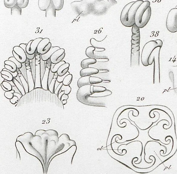 An illustration from (Band 2): Atlas, 1857, leaf 17