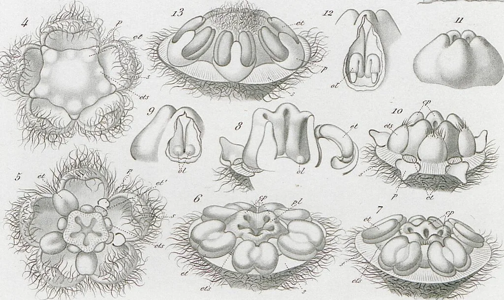 An illustration from (Band 2): Atlas, 1857, leaf 21