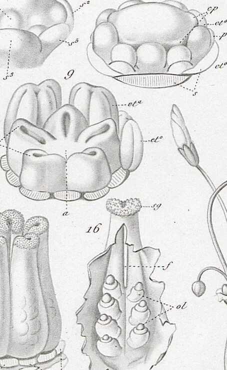 An illustration from (Band 2): Atlas, 1857, leaf 23