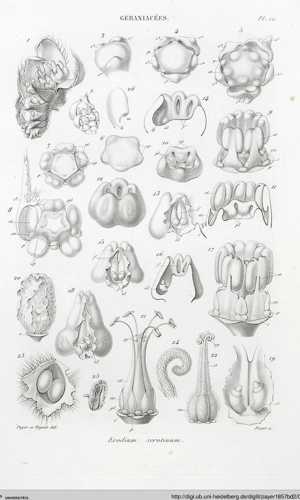 An illustration from (Band 2): Atlas, 1857, leaf 24