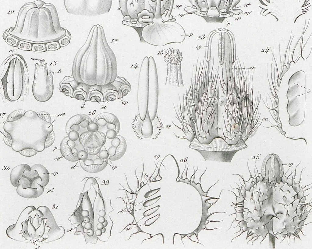 An illustration from (Band 2): Atlas, 1857, leaf 26