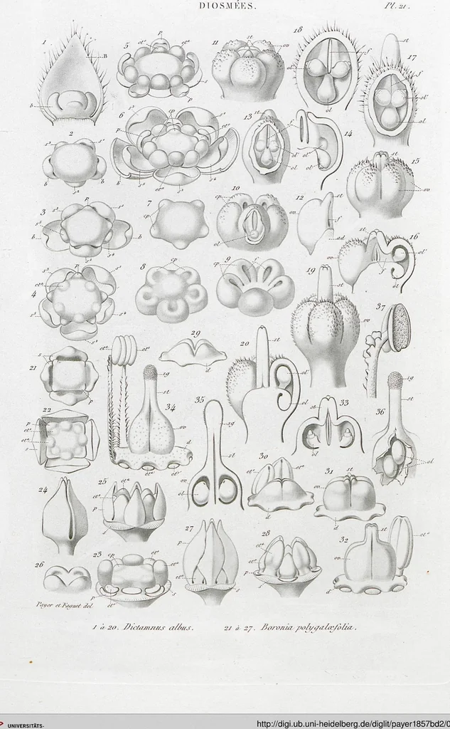 An illustration from (Band 2): Atlas, 1857, leaf 33