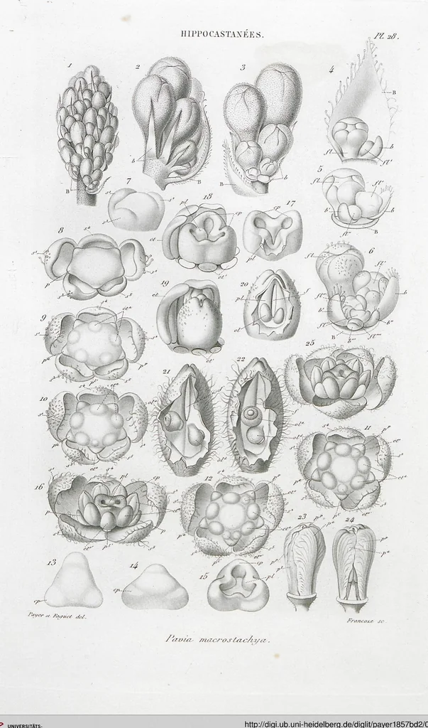 An illustration from (Band 2): Atlas, 1857, leaf 40