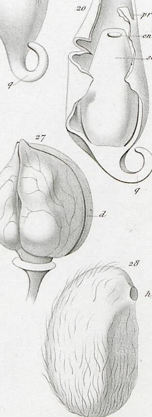 An illustration from (Band 2): Atlas, 1857, leaf 42