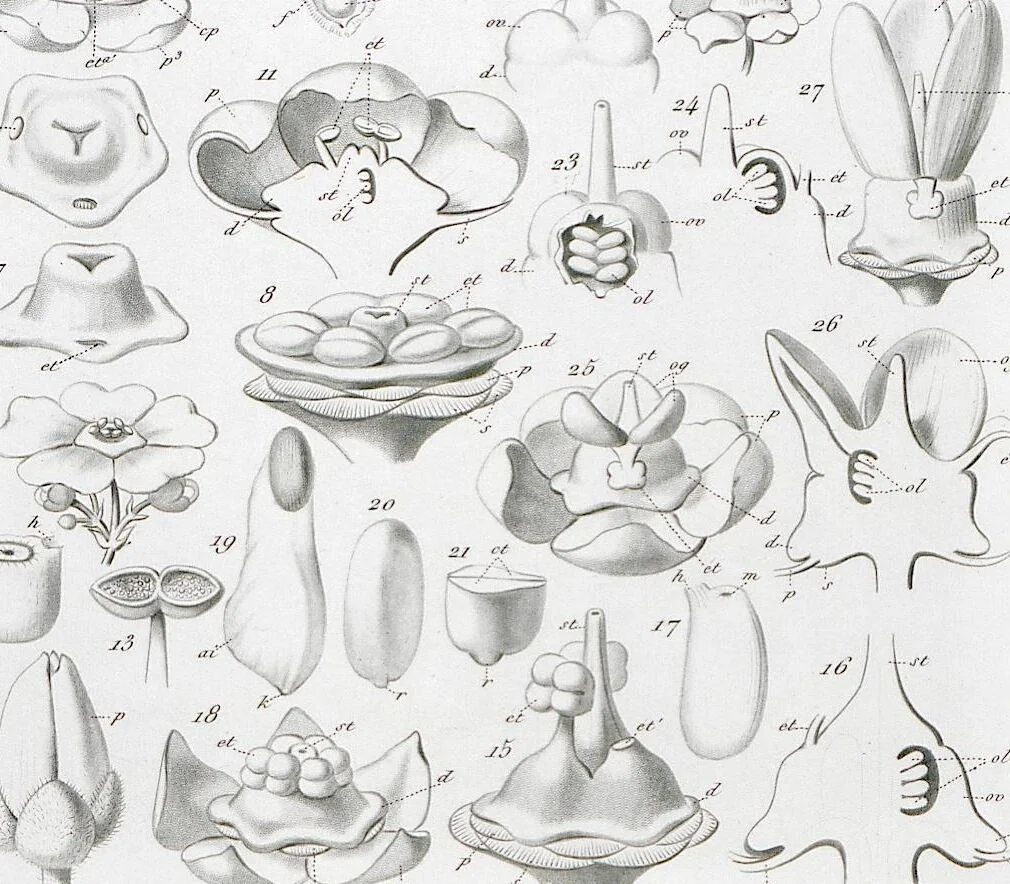An illustration from (Band 2): Atlas, 1857, leaf 47
