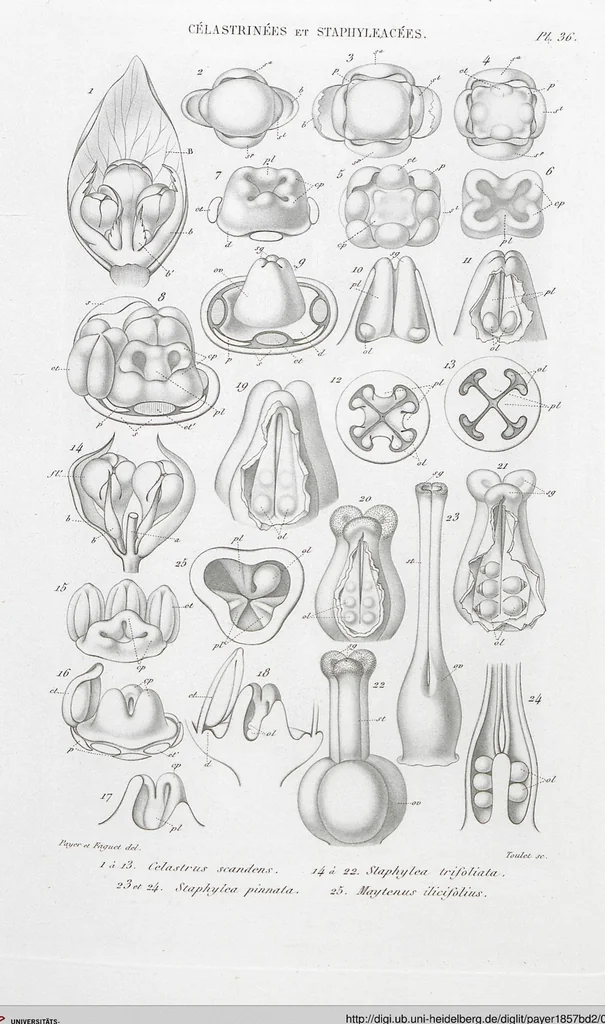 An illustration from (Band 2): Atlas, 1857, leaf 48