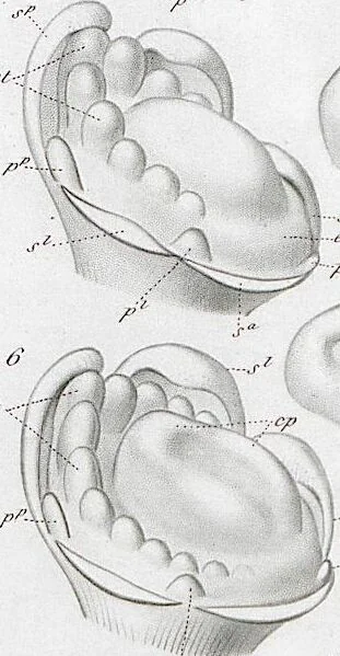 An illustration from (Band 2): Atlas, 1857, leaf 51