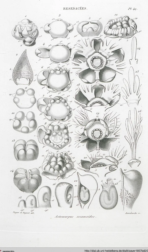 An illustration from (Band 2): Atlas, 1857, leaf 52