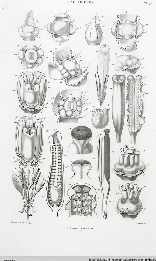 An illustration from (Band 2): Atlas, 1857, leaf 54