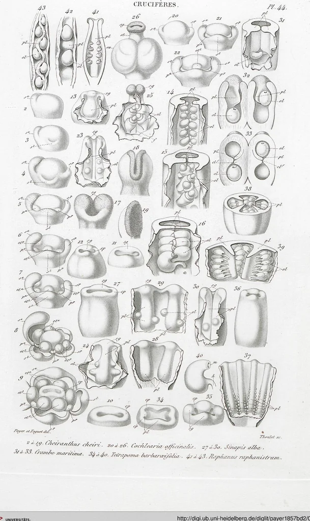 An illustration from (Band 2): Atlas, 1857, leaf 56