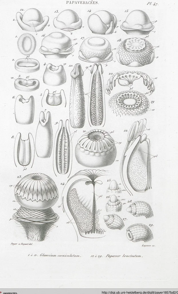 An illustration from (Band 2): Atlas, 1857, leaf 59