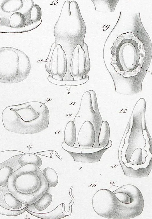 An illustration from (Band 2): Atlas, 1857, leaf 60