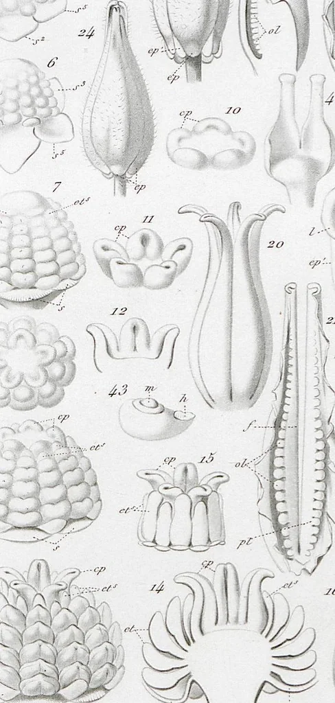 An illustration from (Band 2): Atlas, 1857, leaf 66