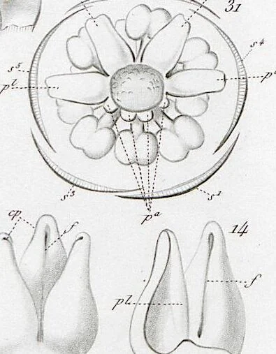 An illustration from (Band 2): Atlas, 1857, leaf 67