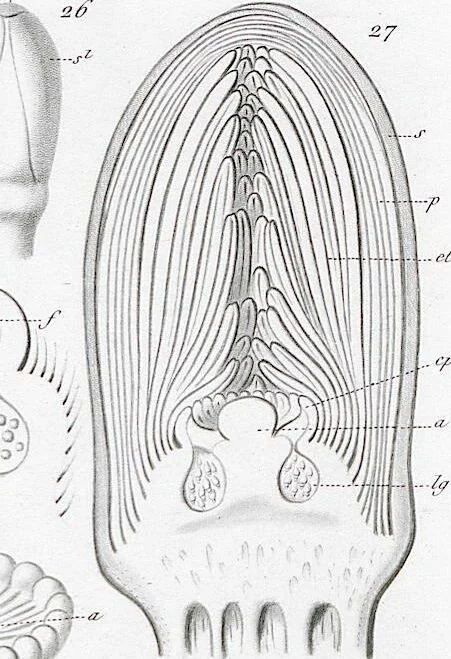 An illustration from (Band 2): Atlas, 1857, leaf 71