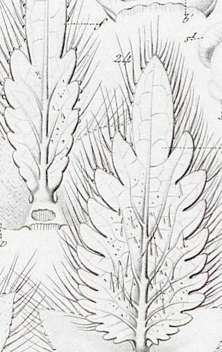 An illustration from (Band 2): Atlas, 1857, leaf 72
