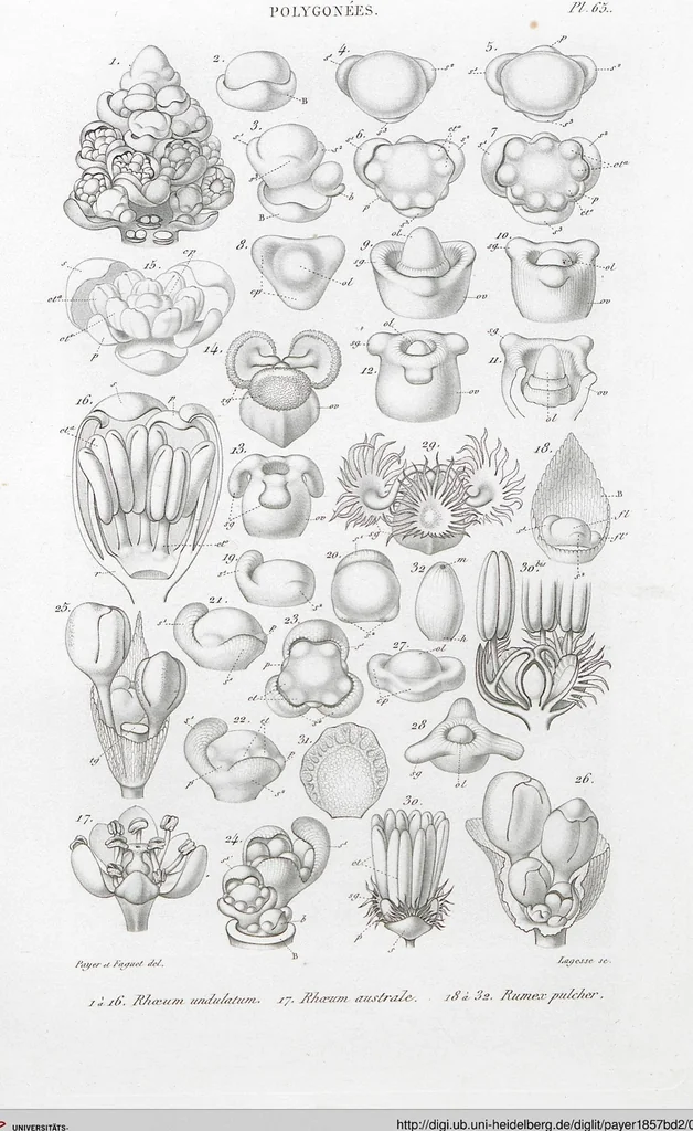 An illustration from (Band 2): Atlas, 1857, leaf 77