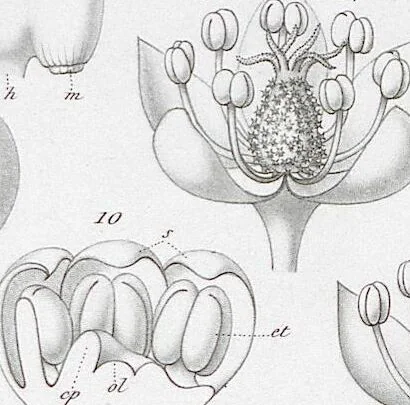 An illustration from (Band 2): Atlas, 1857, leaf 78