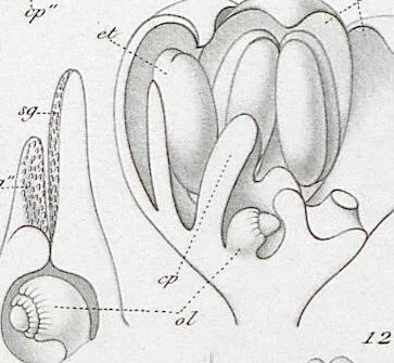 An illustration from (Band 2): Atlas, 1857, leaf 78