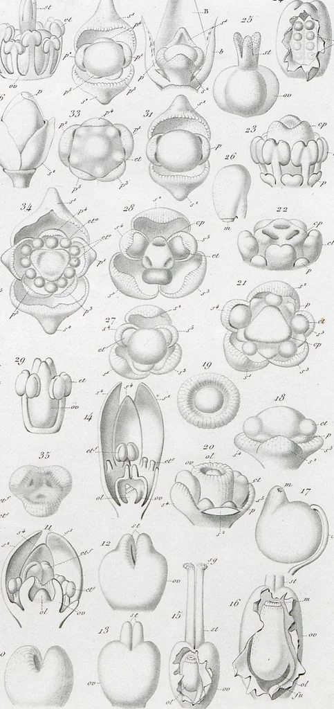 An illustration from (Band 2): Atlas, 1857, leaf 82