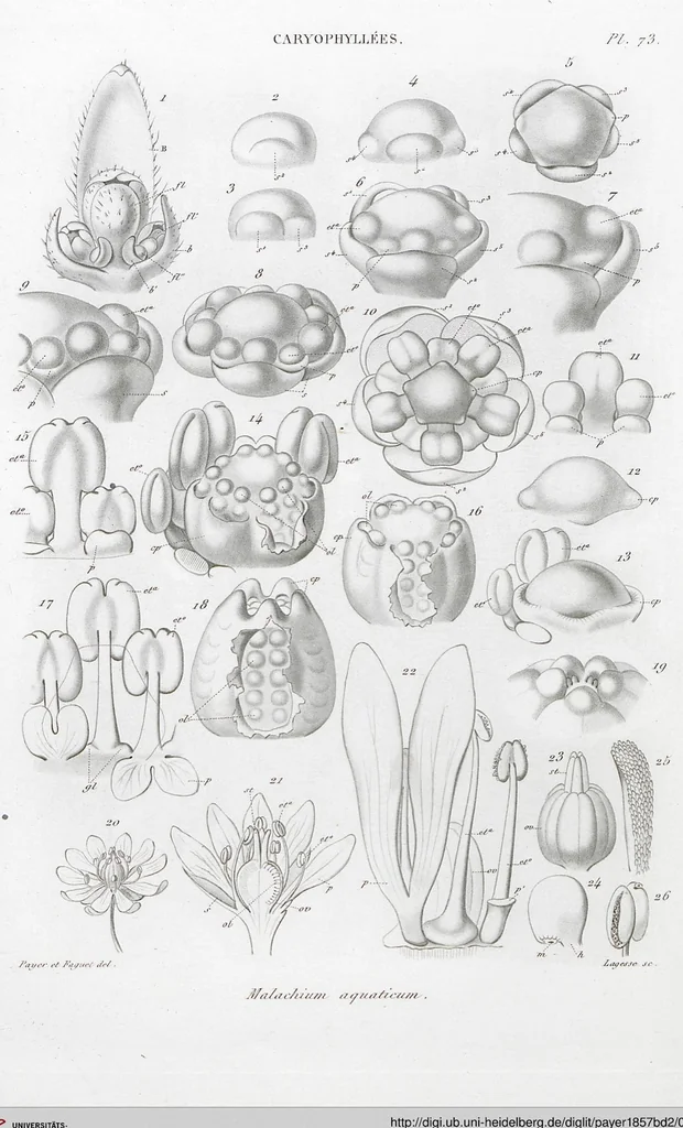 An illustration from (Band 2): Atlas, 1857, leaf 85