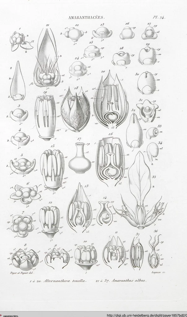 An illustration from (Band 2): Atlas, 1857, leaf 86