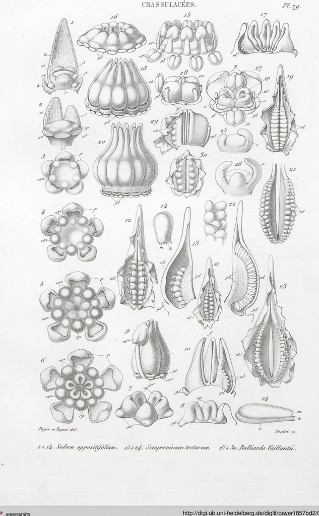 An illustration from (Band 2): Atlas, 1857, leaf 91