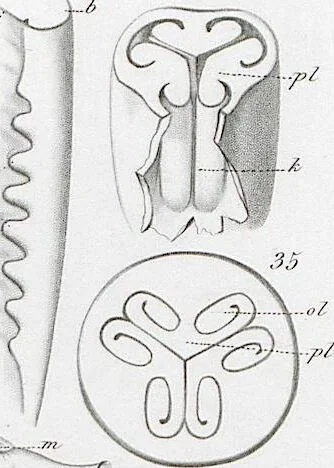 An illustration from (Band 2): Atlas, 1857, leaf 93