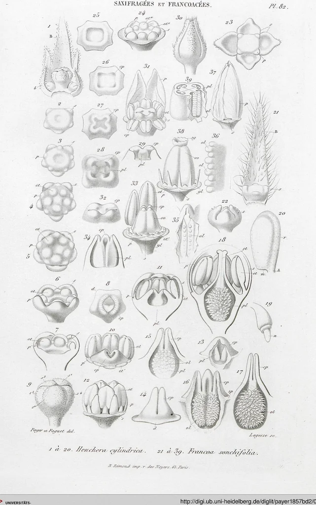 An illustration from (Band 2): Atlas, 1857, leaf 94