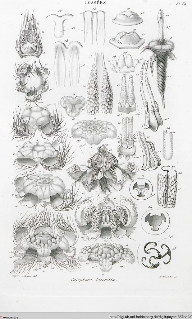 An illustration from (Band 2): Atlas, 1857, leaf 96
