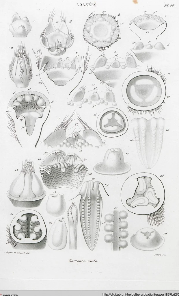 An illustration from (Band 2): Atlas, 1857, leaf 97