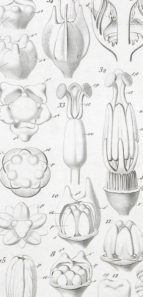 An illustration from (Band 2): Atlas, 1857, leaf 99