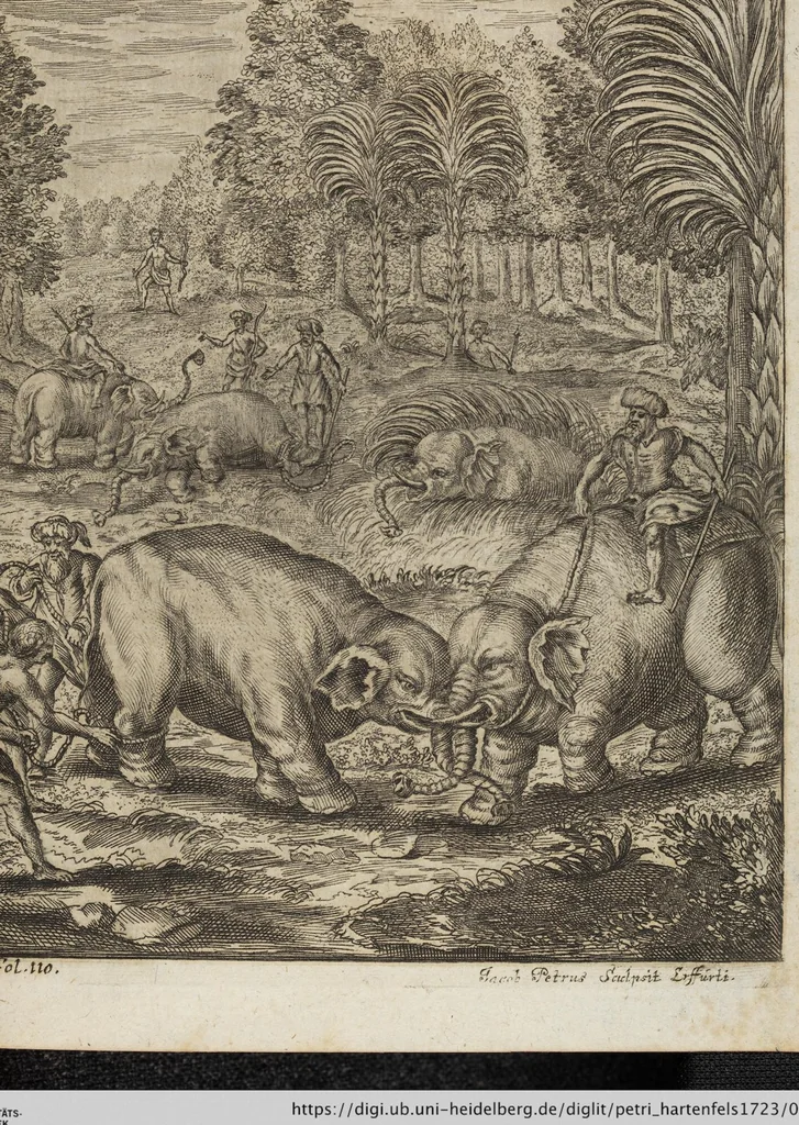 An illustration from D. Georg. Christoph. Petri ab Hartenfelß/ Consiliarii Et Archiatri Moguntini &c. &c. Elephantographia Curiosa: Cui Accessit Ejusdem Auctoris Oratio Panegyrica De Elephantis, Publice In Actu Doctorali Erfordiæ Habita; Nec Non Justi Lipsii Epistola De Eodem Argumento Erudite Conscripta: In Fine Adjectus Est Index Rerum Notabilium Locupletissimus, leaf 167