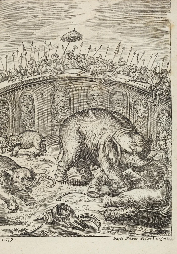 An illustration from D. Georg. Christoph. Petri ab Hartenfelß/ Consiliarii Et Archiatri Moguntini &c. &c. Elephantographia Curiosa: Cui Accessit Ejusdem Auctoris Oratio Panegyrica De Elephantis, Publice In Actu Doctorali Erfordiæ Habita; Nec Non Justi Lipsii Epistola De Eodem Argumento Erudite Conscripta: In Fine Adjectus Est Index Rerum Notabilium Locupletissimus, leaf 183