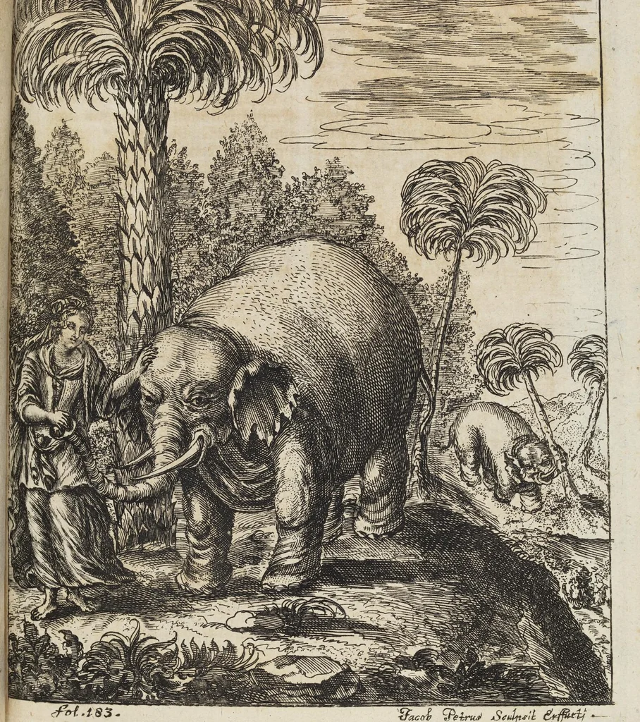 An illustration from D. Georg. Christoph. Petri ab Hartenfelß/ Consiliarii Et Archiatri Moguntini &c. &c. Elephantographia Curiosa: Cui Accessit Ejusdem Auctoris Oratio Panegyrica De Elephantis, Publice In Actu Doctorali Erfordiæ Habita; Nec Non Justi Lipsii Epistola De Eodem Argumento Erudite Conscripta: In Fine Adjectus Est Index Rerum Notabilium Locupletissimus, leaf 263