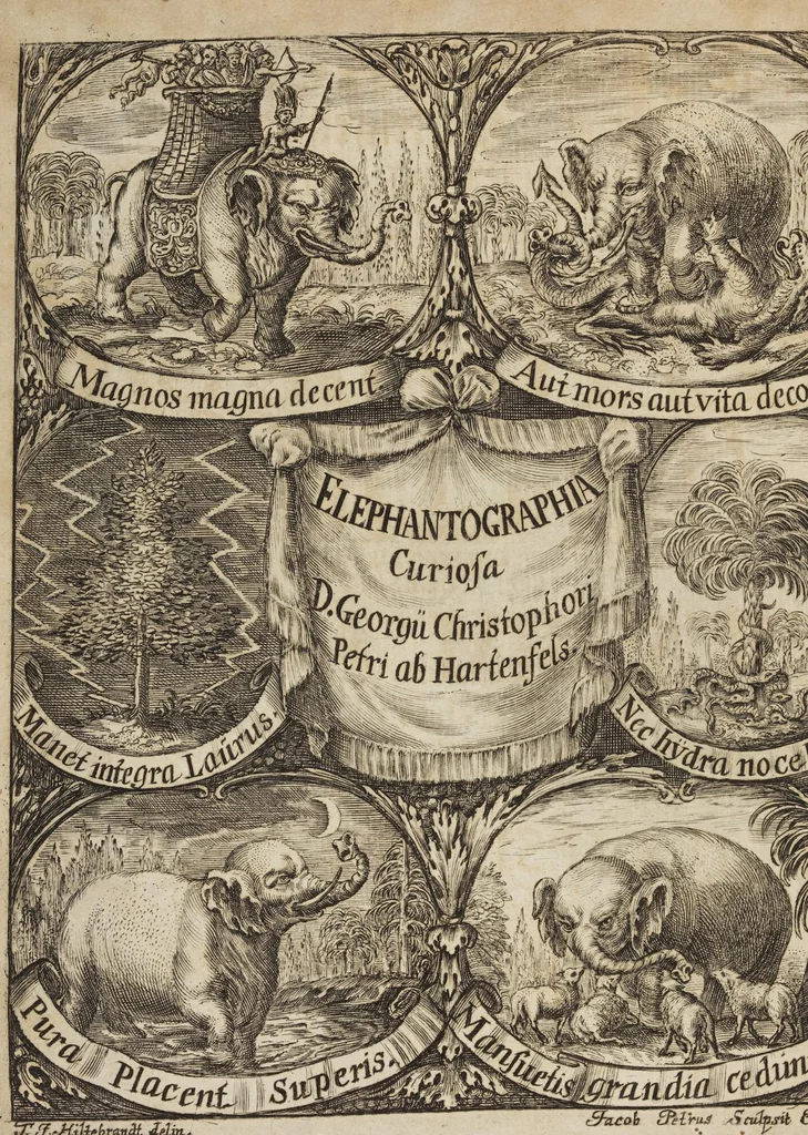 An illustration from D. Georg. Christoph. Petri ab Hartenfelß/ Consiliarii Et Archiatri Moguntini &c. &c. Elephantographia Curiosa: Cui Accessit Ejusdem Auctoris Oratio Panegyrica De Elephantis, Publice In Actu Doctorali Erfordiæ Habita; Nec Non Justi Lipsii Epistola De Eodem Argumento Erudite Conscripta: In Fine Adjectus Est Index Rerum Notabilium Locupletissimus, leaf 6
