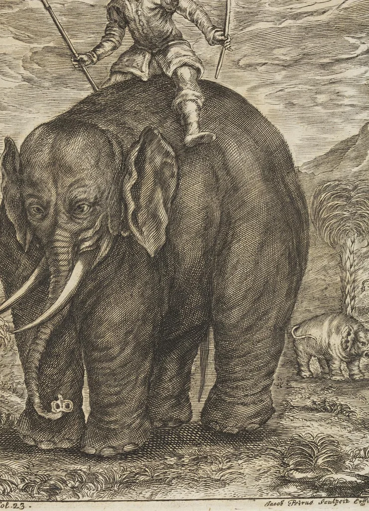 An illustration from D. Georg. Christoph. Petri ab Hartenfelß/ Consiliarii Et Archiatri Moguntini &c. &c. Elephantographia Curiosa: Cui Accessit Ejusdem Auctoris Oratio Panegyrica De Elephantis, Publice In Actu Doctorali Erfordiæ Habita; Nec Non Justi Lipsii Epistola De Eodem Argumento Erudite Conscripta: In Fine Adjectus Est Index Rerum Notabilium Locupletissimus, leaf 63