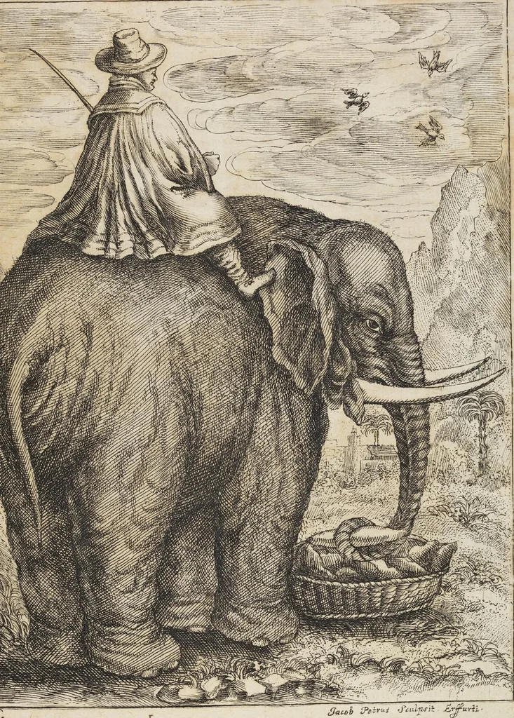 An illustration from D. Georg. Christoph. Petri ab Hartenfelß/ Consiliarii Et Archiatri Moguntini &c. &c. Elephantographia Curiosa: Cui Accessit Ejusdem Auctoris Oratio Panegyrica De Elephantis, Publice In Actu Doctorali Erfordiæ Habita; Nec Non Justi Lipsii Epistola De Eodem Argumento Erudite Conscripta: In Fine Adjectus Est Index Rerum Notabilium Locupletissimus, leaf 81