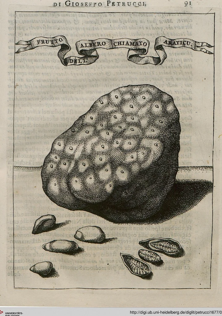 An illustration from Prodomo Apologetico alli Studi Chircheriani: Opera di Gioseffo Petrucci ..., Nella quale con un'apparato di Saggi diversi, si dà prova dell'esquisito Studio ha tenuto ... Atanasio Chircher, Circa il credere all'opinioni degli Scrittori ..., 1677, leaf 112