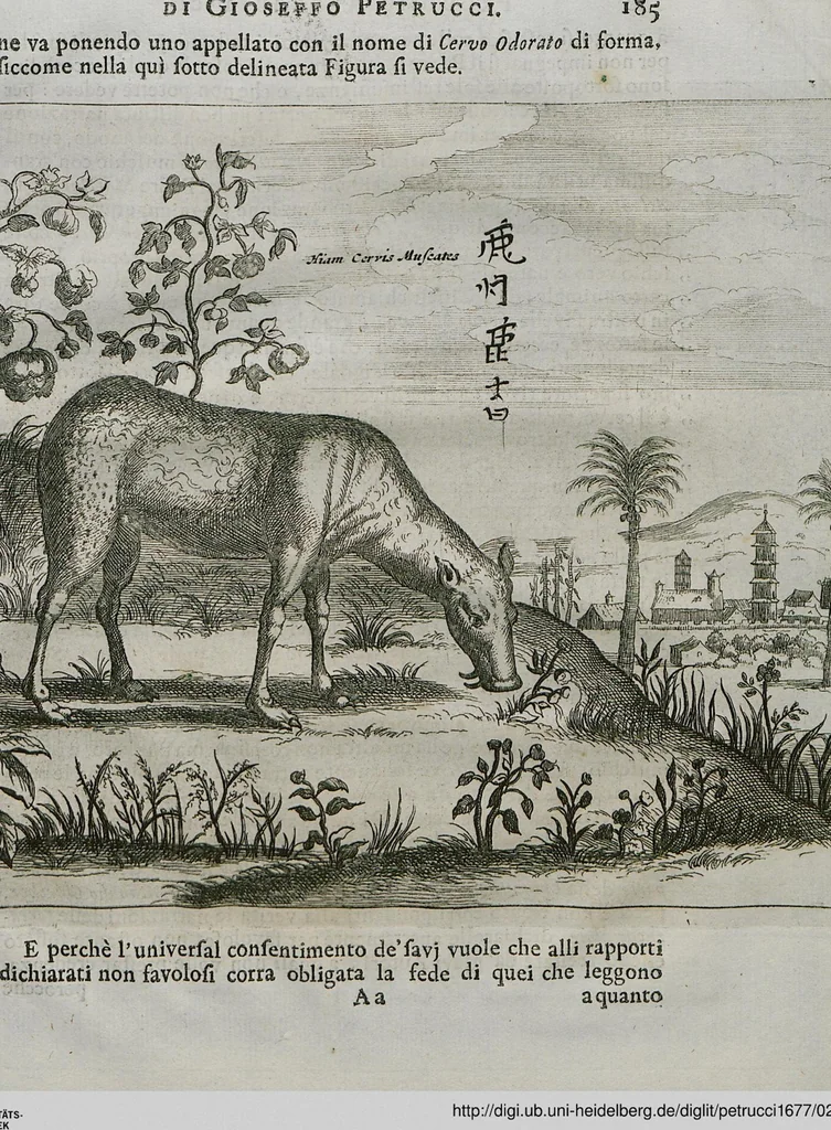 An illustration from Prodomo Apologetico alli Studi Chircheriani: Opera di Gioseffo Petrucci ..., Nella quale con un'apparato di Saggi diversi, si dà prova dell'esquisito Studio ha tenuto ... Atanasio Chircher, Circa il credere all'opinioni degli Scrittori ..., 1677, leaf 208