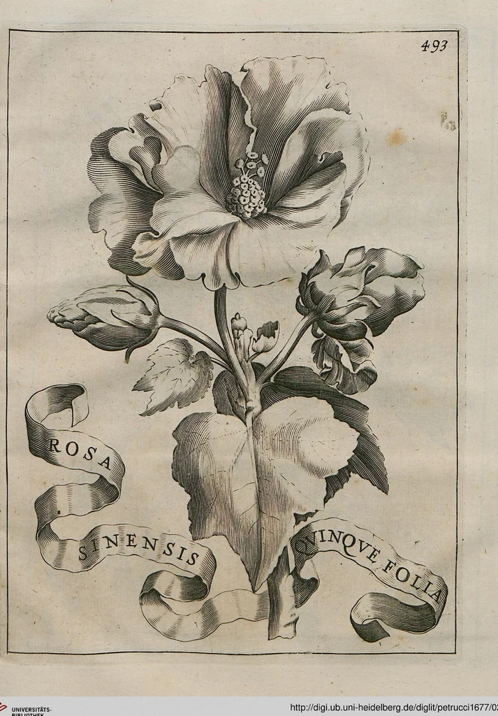An illustration from Prodomo Apologetico alli Studi Chircheriani: Opera di Gioseffo Petrucci ..., Nella quale con un'apparato di Saggi diversi, si dà prova dell'esquisito Studio ha tenuto ... Atanasio Chircher, Circa il credere all'opinioni degli Scrittori ..., 1677, leaf 213