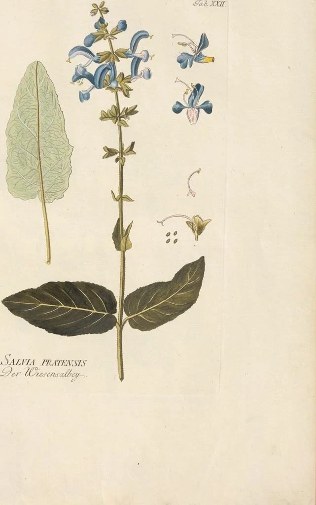 An illustration from (Centuria.I.), 1788, leaf 123