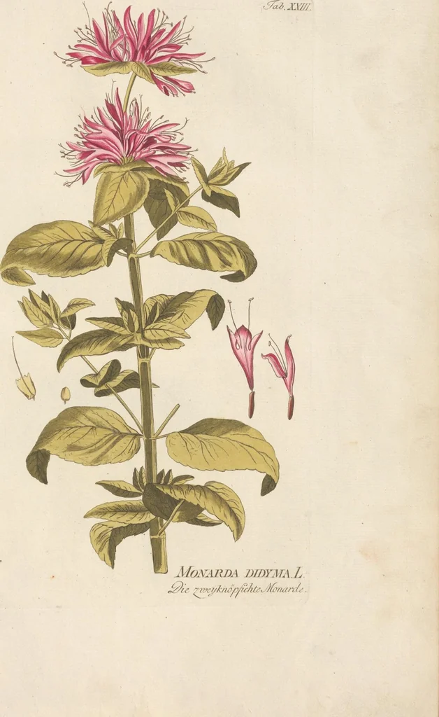 An illustration from (Centuria.I.), 1788, leaf 125